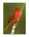 113-1 summer tanager